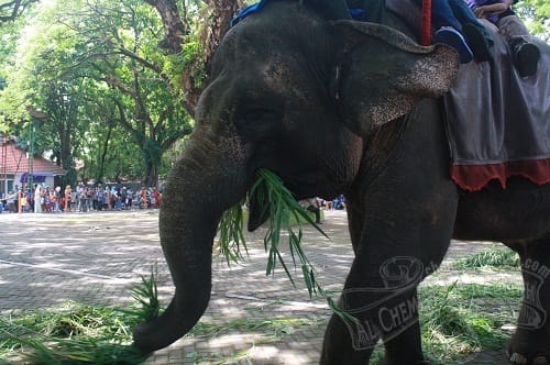Gajah di Kebun Binatang Surabaya